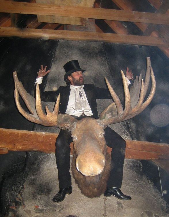 There's a Moose on the Loose in the Hoose