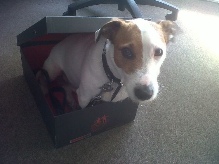 Rocky the Deathouse Dog chilling out in his very own Jeffery-West shoe box.