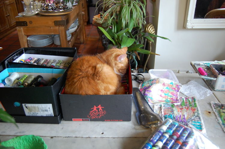 Hattie - Post Christmas Nap in Jeffery-West Shoe Box. Purrfect!